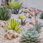 Cómo puedo cuidar un agave en el interior de mi hogar