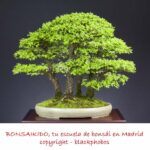 Cómo puedo cuidar un árbol de olmo japonés en mi jardín