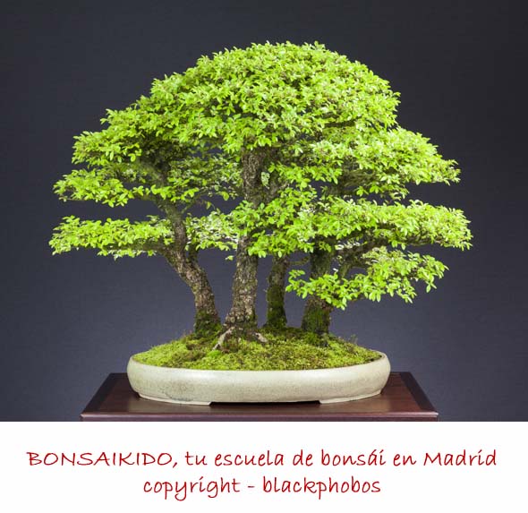 Cómo puedo cuidar un árbol de olmo japonés en mi jardín