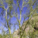 Cómo puedo cuidar un árbol de Palo Verde azul correctamente