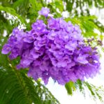 Cómo puedo cuidar un jacarandá enfermo para que se recupere