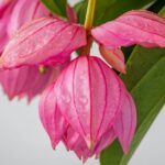 Cómo puedo cuidar una Medinilla magnifica de forma adecuada