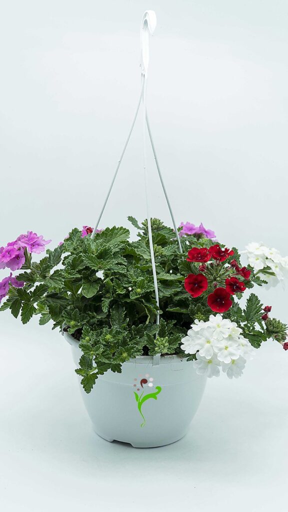 Cómo puedo cuidar una Verbena Colgante en macetas colgantes