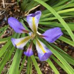 Cómo puedo cuidar y cultivar el iris argelino en mi hogar
