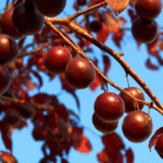 Cómo puedo cuidar y cultivar un árbol de ciruelo cereza