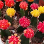 Cómo puedo cuidar y propagar cactus lunar de manera adecuada