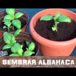Cómo puedo cultivar albahaca cítrica en casa de forma adecuada