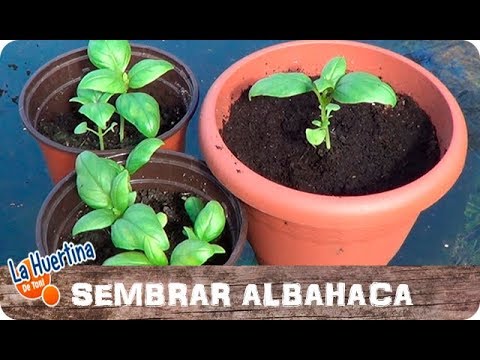 Cómo puedo cultivar albahaca cítrica en casa de forma adecuada