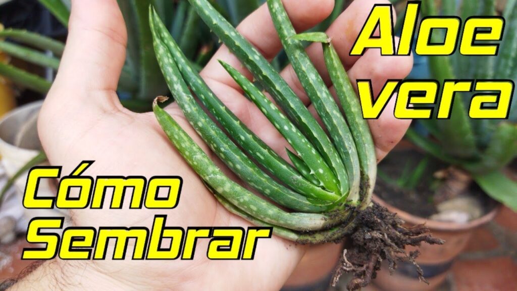 Cómo puedo cultivar Aloe Vera a partir de semillas