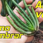 Cómo puedo cultivar Aloe Vera a partir de semillas