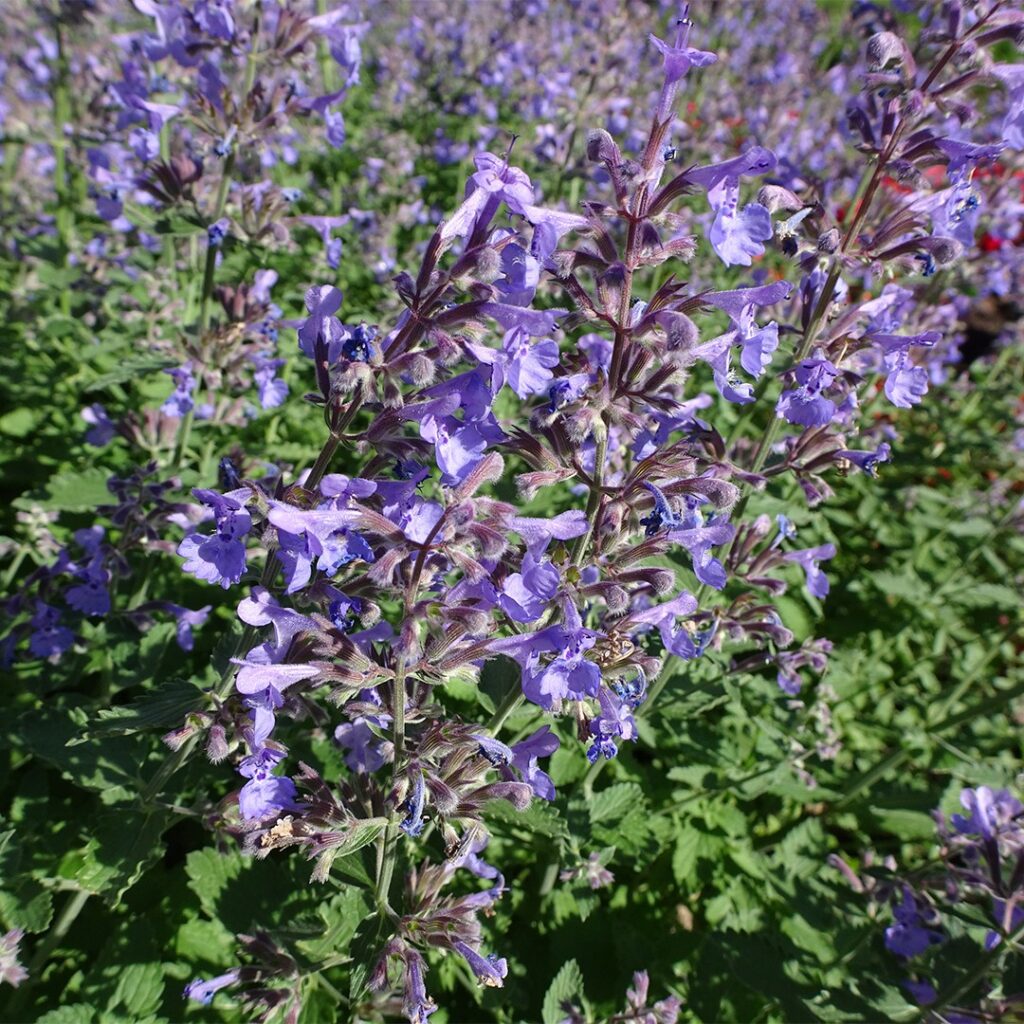 Cómo puedo cultivar Catmint en mi jardín de manera exitosa