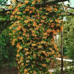 Cómo puedo cultivar enredaderas de madreselva naranja