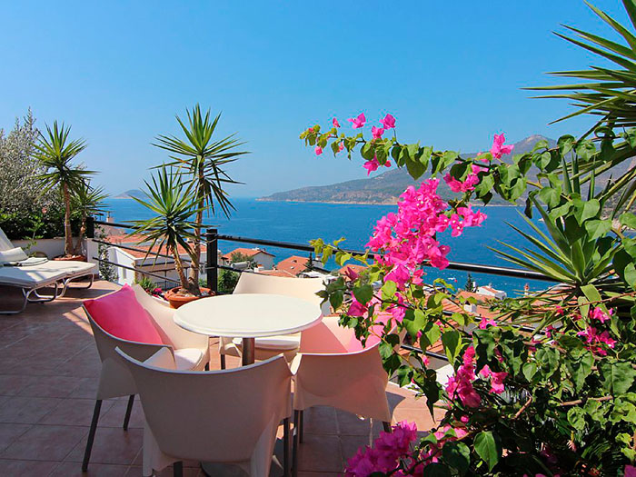 Cómo puedo cultivar enredaderas de playa en mi jardín