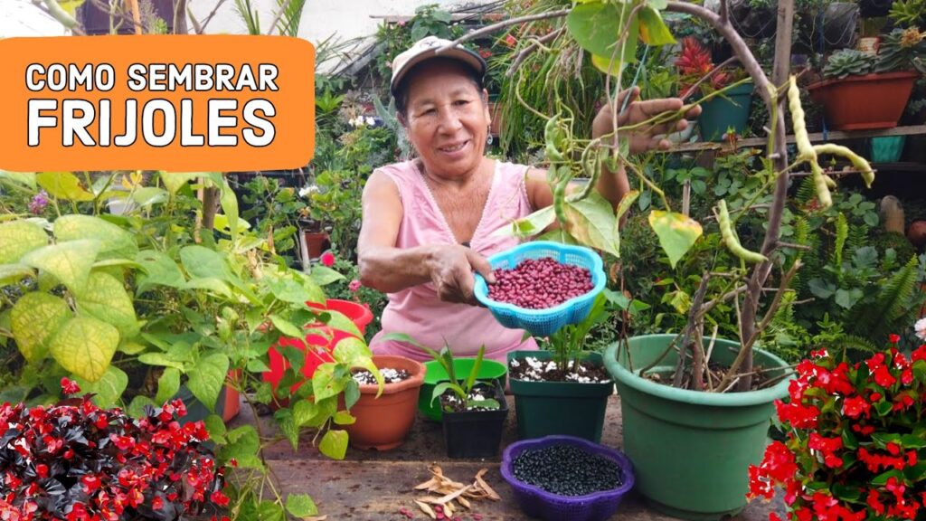 Cómo puedo cultivar frijoles de forma exitosa en macetas