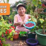 Cómo puedo cultivar frijoles de forma exitosa en macetas