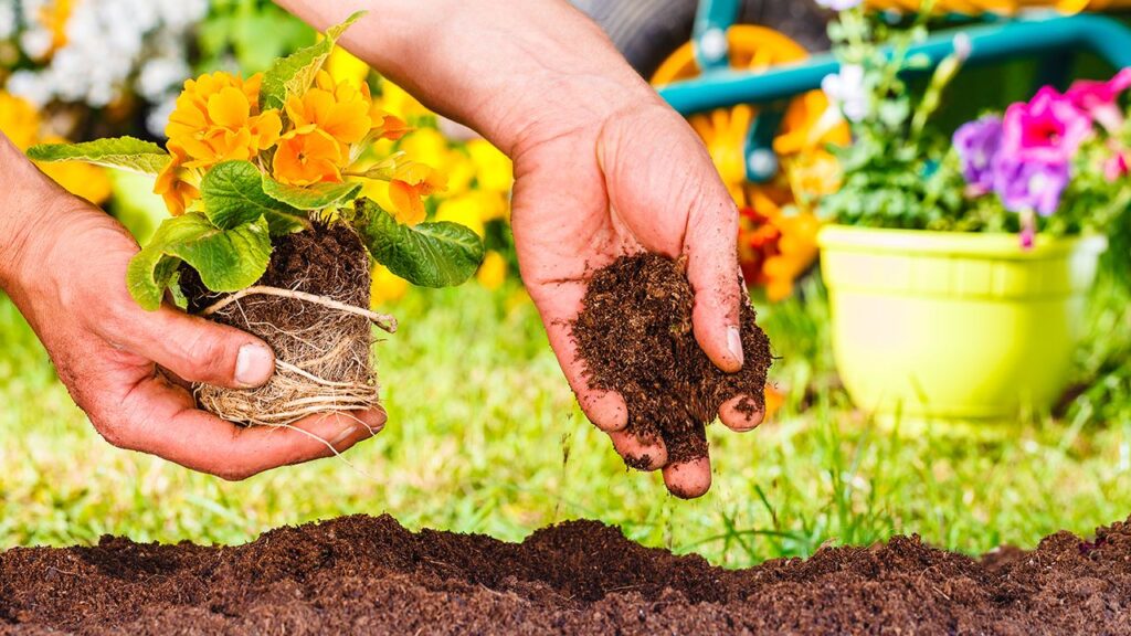 Cómo puedo cultivar globeflowers en mi jardín