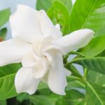 Cómo puedo cultivar jazmín en la Zona 5 con éxito