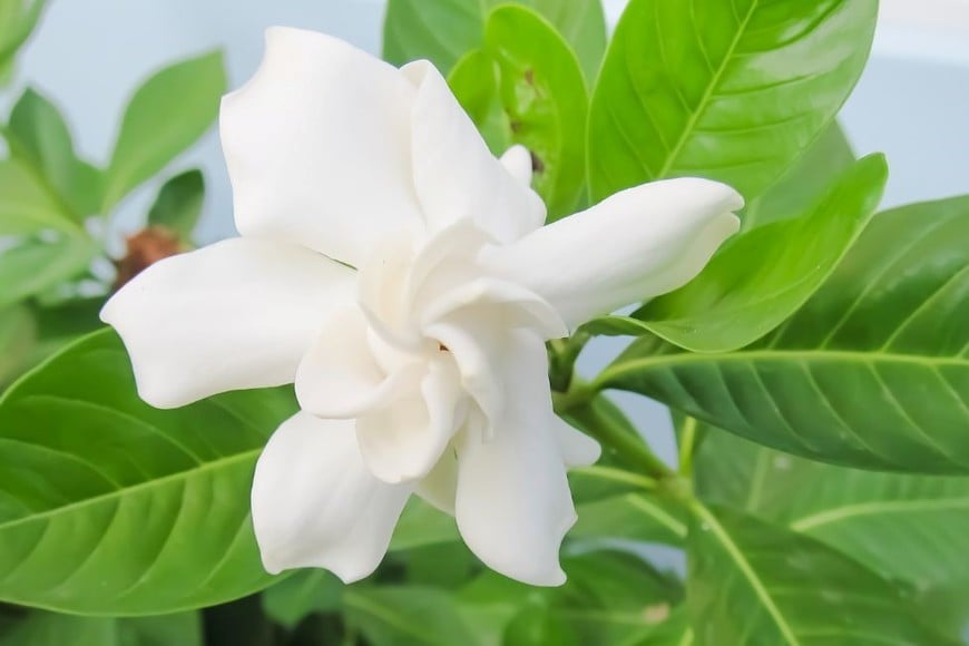 Cómo puedo cultivar jazmín en la Zona 5 con éxito