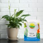 Cómo puedo cultivar la exquisita Sand Lily en mi jardín
