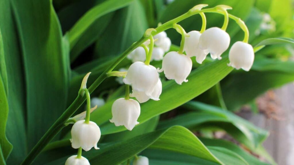 Cómo puedo cultivar lirios de los valles en macetas