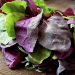 Cómo puedo cultivar Orach Mountain Spinach en mi jardín