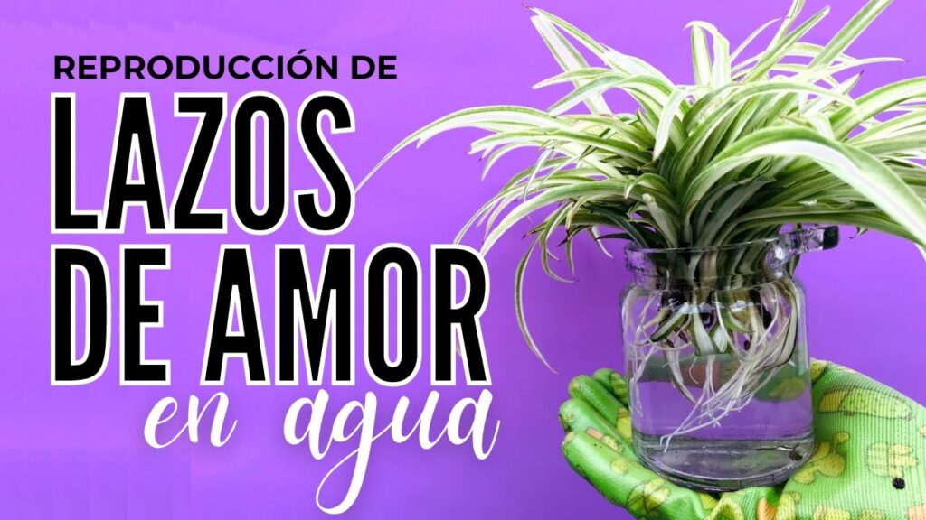 Cómo puedo cultivar plantas araña en agua