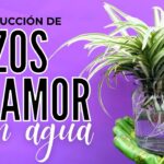 Cómo puedo cultivar plantas araña en agua