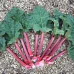 Cómo puedo cultivar ruibarbo en climas cálidos del sur