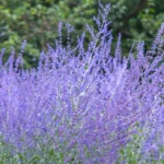 Cómo puedo cultivar Russian Sage en macetas de manera exitosa