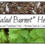 Cómo puedo cultivar Salad Burnet en mi hogar