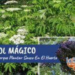 Cómo puedo cultivar saúco negro y limón juntos en mi jardín