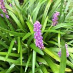 Cómo puedo cultivar un césped de Liriope asiático en mi jardín