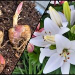 Cómo puedo cultivar un Lilium Superbum de forma exitosa