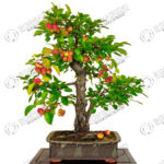 Cómo puedo cultivar un manzano bonsái que dé frutos
