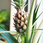 Cómo puedo cultivar una piña en mi jardín de forma adecuada