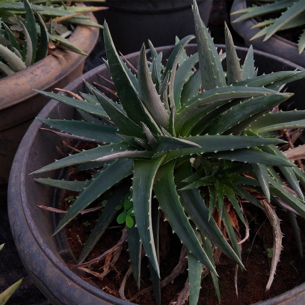 Cómo puedo cultivar y cuidar una Dyckia Bromeliad correctamente