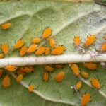Cómo puedo deshacerme de los áfidos en mis plantas de oleandro