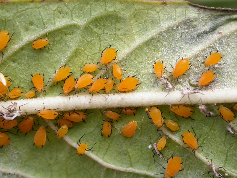 Cómo puedo deshacerme de los áfidos en mis plantas de oleandro
