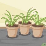 Cómo puedo dividir una planta araña correctamente