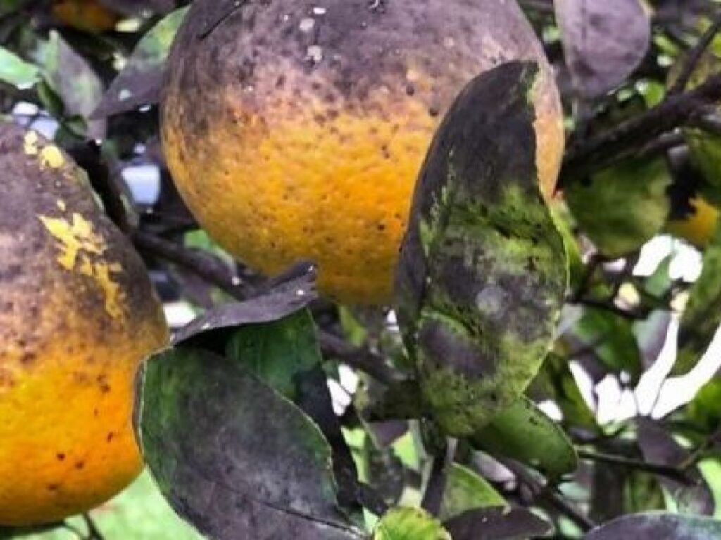 Cómo puedo eliminar el hongo negro que afecta a los cítricos