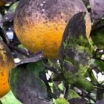Cómo puedo eliminar el hongo negro que afecta a los cítricos