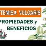 Cómo puedo eliminar la Artemisa Vulgaris de manera efectiva