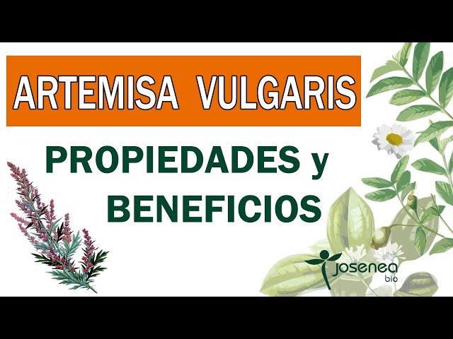 Cómo puedo eliminar la Artemisa Vulgaris de manera efectiva