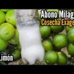 Cómo puedo fertilizar de forma orgánica mi limonero en casa