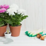 Cómo puedo fertilizar mis crisantemos de forma adecuada