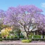 Cómo puedo fomentar la floración de mi árbol jacaranda