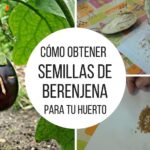 Cómo puedo germinar semillas de berenjena de forma exitosa
