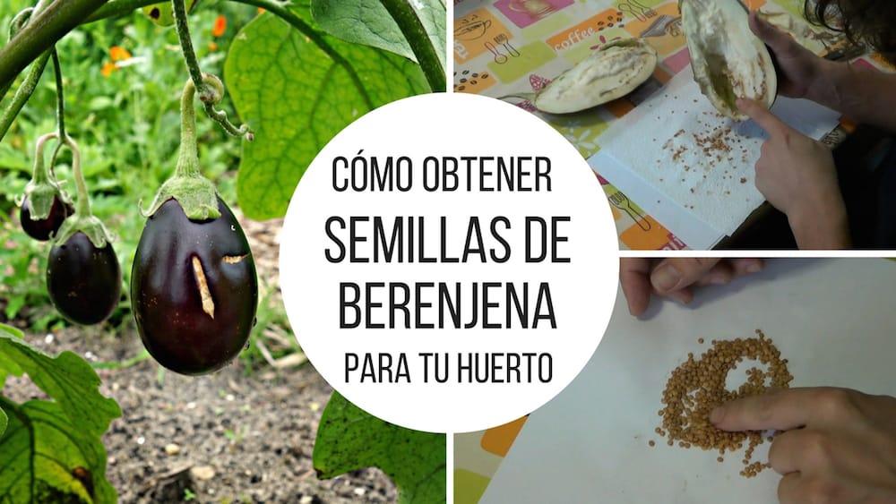 Cómo puedo germinar semillas de berenjena de forma exitosa
