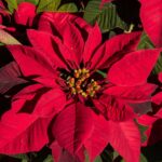 Cómo puedo hacer que mi poinsettia florezca anualmente