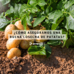 Cómo puedo mejorar la producción de papas en mis plantas